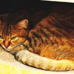 嫌すぎることを忘れないために